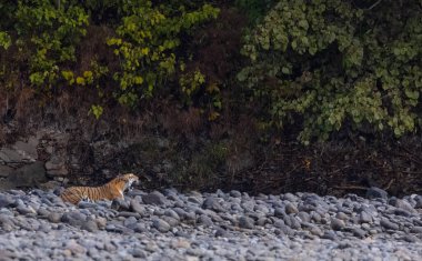 Ormanda taşlaşmış topraklarda çizgili kaplan