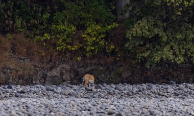 Ormanda taşlaşmış topraklarda çizgili kaplan