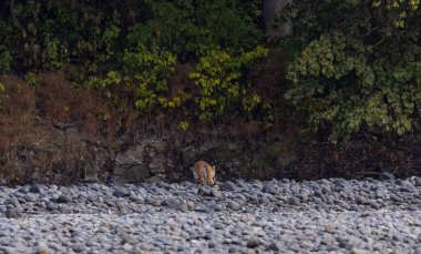 Ormanda taşlaşmış topraklarda çizgili kaplan