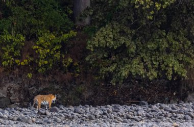 Ormanda taşlaşmış topraklarda çizgili kaplan