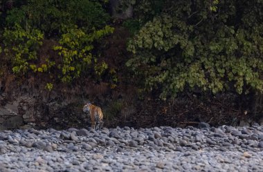 Ormanda taşlaşmış topraklarda çizgili kaplan
