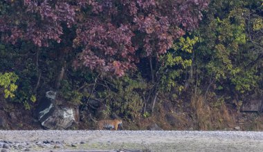 Ormanda taşlaşmış topraklarda çizgili kaplan