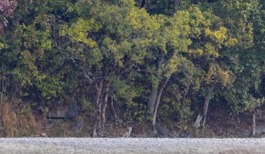Ormanda taşlaşmış topraklarda çizgili kaplan