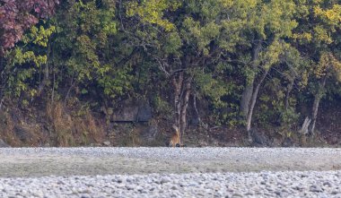 Jim Corbett, Uttarakhand, Hindistan - 09 Nisan 2023: Jim Corbett Ulusal Parkı Dhikala Bölgesi İşaret Kurulu. 