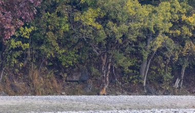 Jim Corbett, Uttarakhand, Hindistan - 09 Nisan 2023: Jim Corbett Ulusal Parkı Dhikala Bölgesi İşaret Kurulu. 