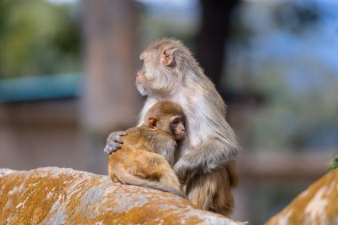 Hayvanat bahçesindeki maymunların manzarası