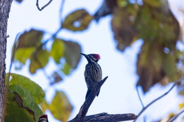 Ormandaki ağaçta Altın Alev Sırtı Ağaçkakanı (Dinopium Benghalense).
