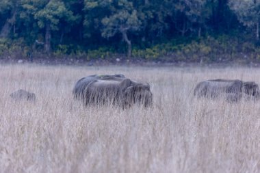 Jim Corbett, Uttarakhand, Hindistan - 09 Nisan 2023: Jim Corbett Ulusal Parkı Dhikala Bölgesi İşaret Kurulu. 