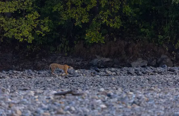 Ormanda taşlaşmış topraklarda çizgili kaplan