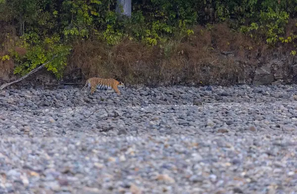 Ormanda taşlaşmış topraklarda çizgili kaplan
