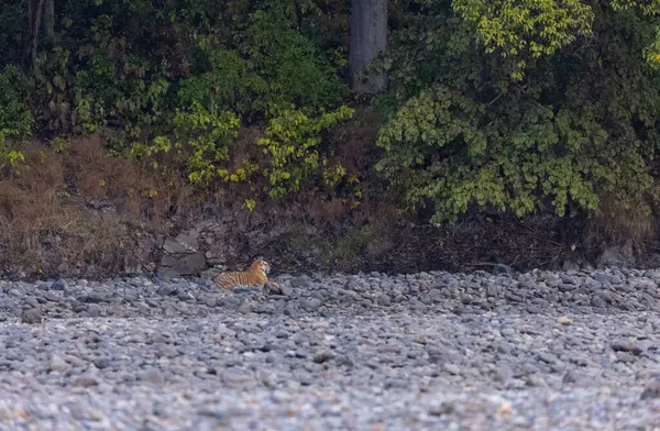 Ormanda taşlaşmış topraklarda çizgili kaplan