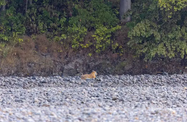 Ormanda taşlaşmış topraklarda çizgili kaplan
