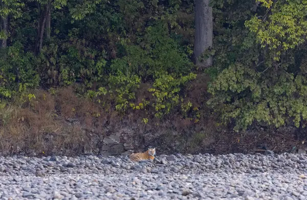 Ormanda taşlaşmış topraklarda çizgili kaplan