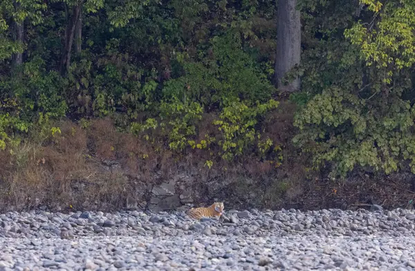 Ormanda taşlaşmış topraklarda çizgili kaplan