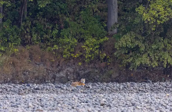 Ormanda taşlaşmış topraklarda çizgili kaplan