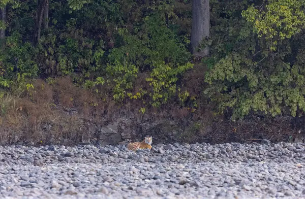 Ormanda taşlaşmış topraklarda çizgili kaplan