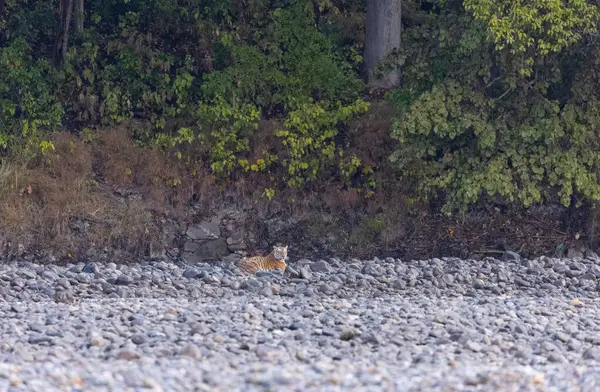 Ormanda taşlaşmış topraklarda çizgili kaplan