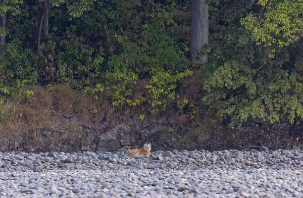 Ormanda taşlaşmış topraklarda çizgili kaplan
