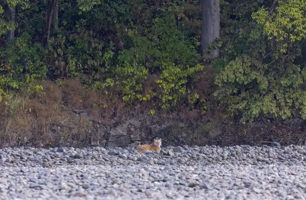 Ormanda taşlaşmış topraklarda çizgili kaplan