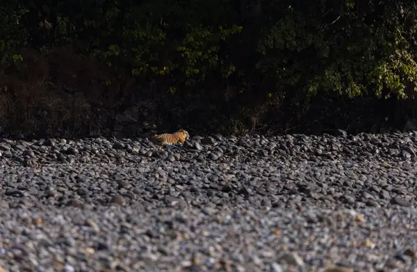 Ormanda taşlaşmış topraklarda çizgili kaplan