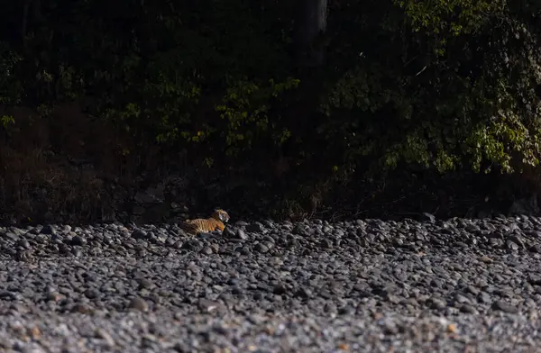 Ormanda taşlaşmış topraklarda çizgili kaplan