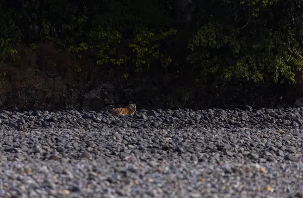 Ormanda taşlaşmış topraklarda çizgili kaplan