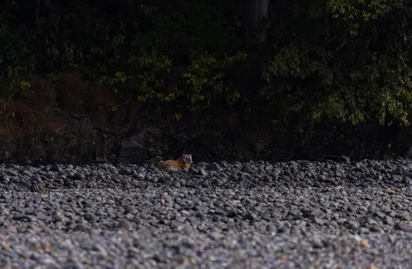 Ormanda taşlaşmış topraklarda çizgili kaplan