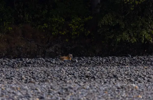 Ormanda taşlaşmış topraklarda çizgili kaplan