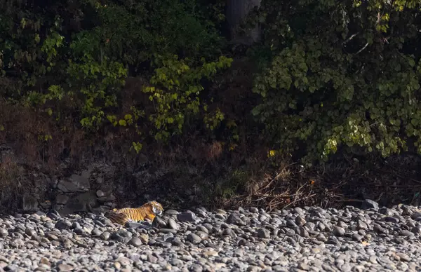 Ormanda taşlaşmış topraklarda çizgili kaplan