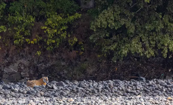 Ormanda taşlaşmış topraklarda çizgili kaplan