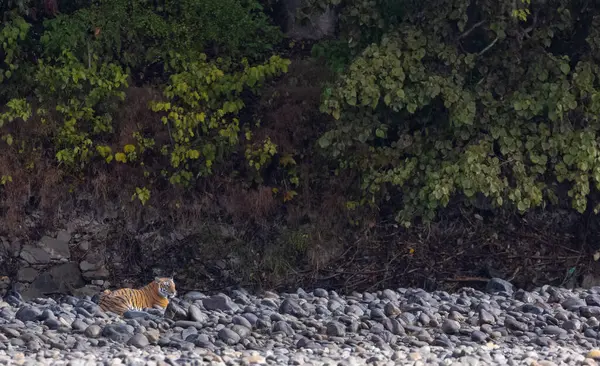 Ormanda taşlaşmış topraklarda çizgili kaplan