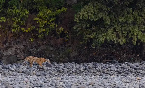 Ormanda taşlaşmış topraklarda çizgili kaplan
