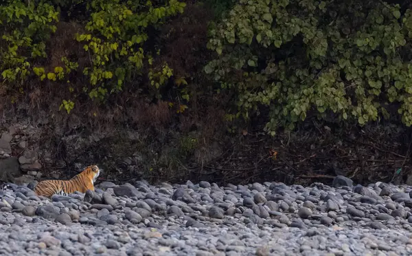 Ormanda taşlaşmış topraklarda çizgili kaplan