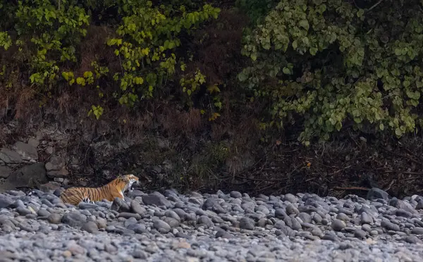 Ormanda taşlaşmış topraklarda çizgili kaplan