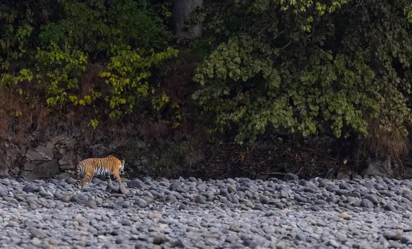 Ormanda taşlaşmış topraklarda çizgili kaplan