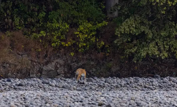 Ormanda taşlaşmış topraklarda çizgili kaplan