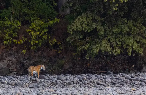 Ormanda taşlaşmış topraklarda çizgili kaplan