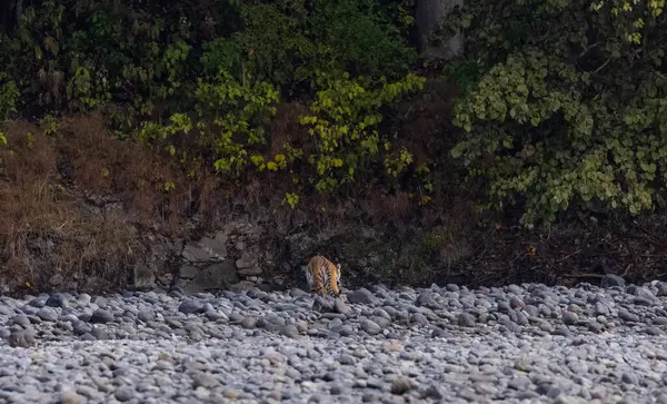 Ormanda taşlaşmış topraklarda çizgili kaplan