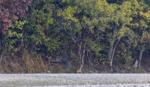 Jim Corbett, Uttarakhand, Hindistan - 09 Nisan 2023: Jim Corbett Ulusal Parkı Dhikala Bölgesi İşaret Kurulu. 