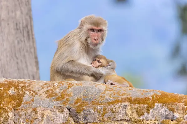 Hayvanat bahçesindeki maymunların manzarası