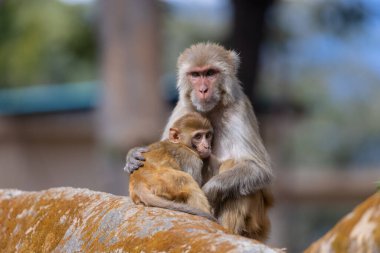 Hayvanat bahçesindeki maymunların manzarası