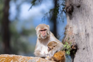 Hayvanat bahçesindeki maymunların manzarası