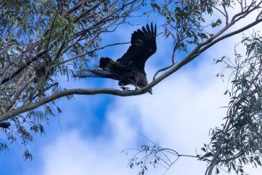 Siyah kuyruklu kartal ağaç dalına tünemiş. 