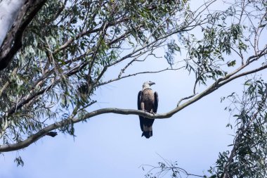 Siyah kuyruklu kartal ağaç dalına tünemiş. 