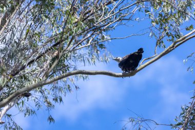 Siyah kuyruklu kartal ağaçta oturuyor.
