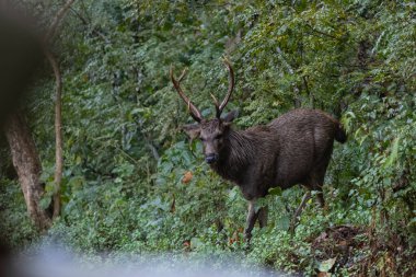Yeşil ormanda boynuzları olan erkek geyik.