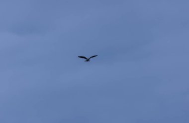 Masmavi gökyüzünde uçan kartal