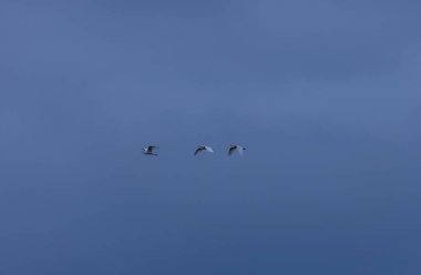 Gökyüzünde uçan kuş sürüsü