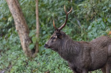 Yeşil ormanda boynuzları olan erkek geyik.