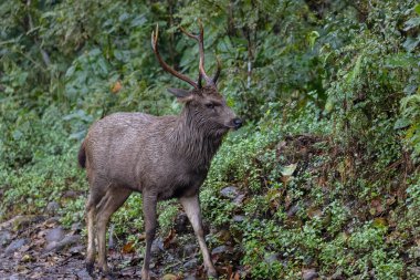 Yeşil ormanda boynuzları olan erkek geyik.